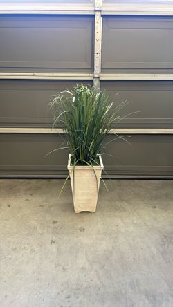Plant