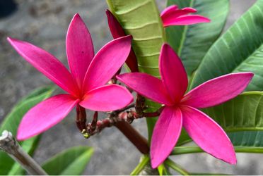 Beautiful Cerise Plumeria With Flowers