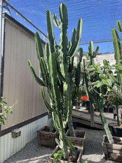 Euphorbia Ingens Cactus
