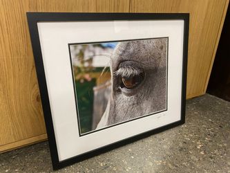 Photograph of a Horse’s Eye Print