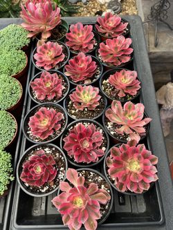 8-1-26🌵🌤️ Hello SUMMER! ☀️🪴 Succulent Saturday SALE!