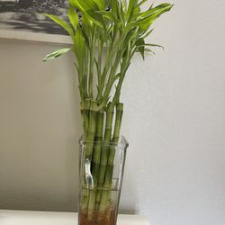 Lucky Bamboo Plants 