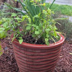 Poor man's ginseng and hard neck garlic