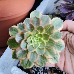 Aeonium Variegated Halloween Imported