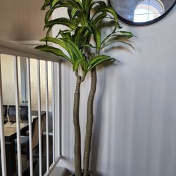 Artificial Dracaena Plant - 5 Feet