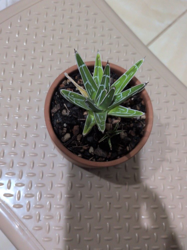 Agave Victoriae-Reginae