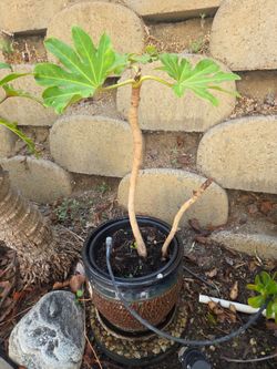 Japanese Aralia