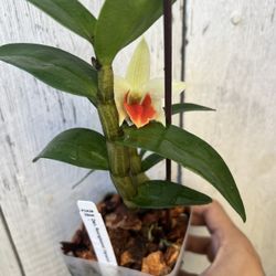 Orchid
