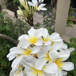 2-3 Feet Plumeria In Rainbow White With The Yellow Inside For $30 and In The Pot, 