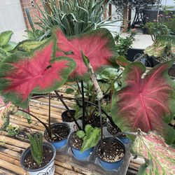 Caladium Plants 🪴 
