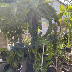 Dragonfruit Plant For Sale