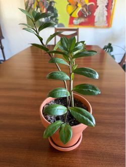 ZZ Plant