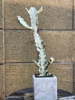 Rare Variegated Euphorbia lactea,  Ghost Cactus – 4” Pot 17–18” Tall