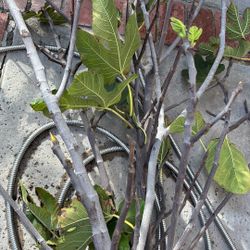 Fig Cuttings