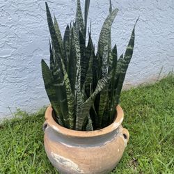 Large Terra Cotta Pot With Black Coral Snake Plants