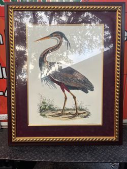Framed Purple Heron Botanical Bird Print