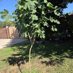 Chaya Plant Medesinal
