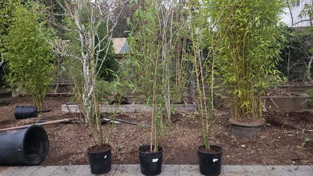 2 gal multiple cane yellow bamboo