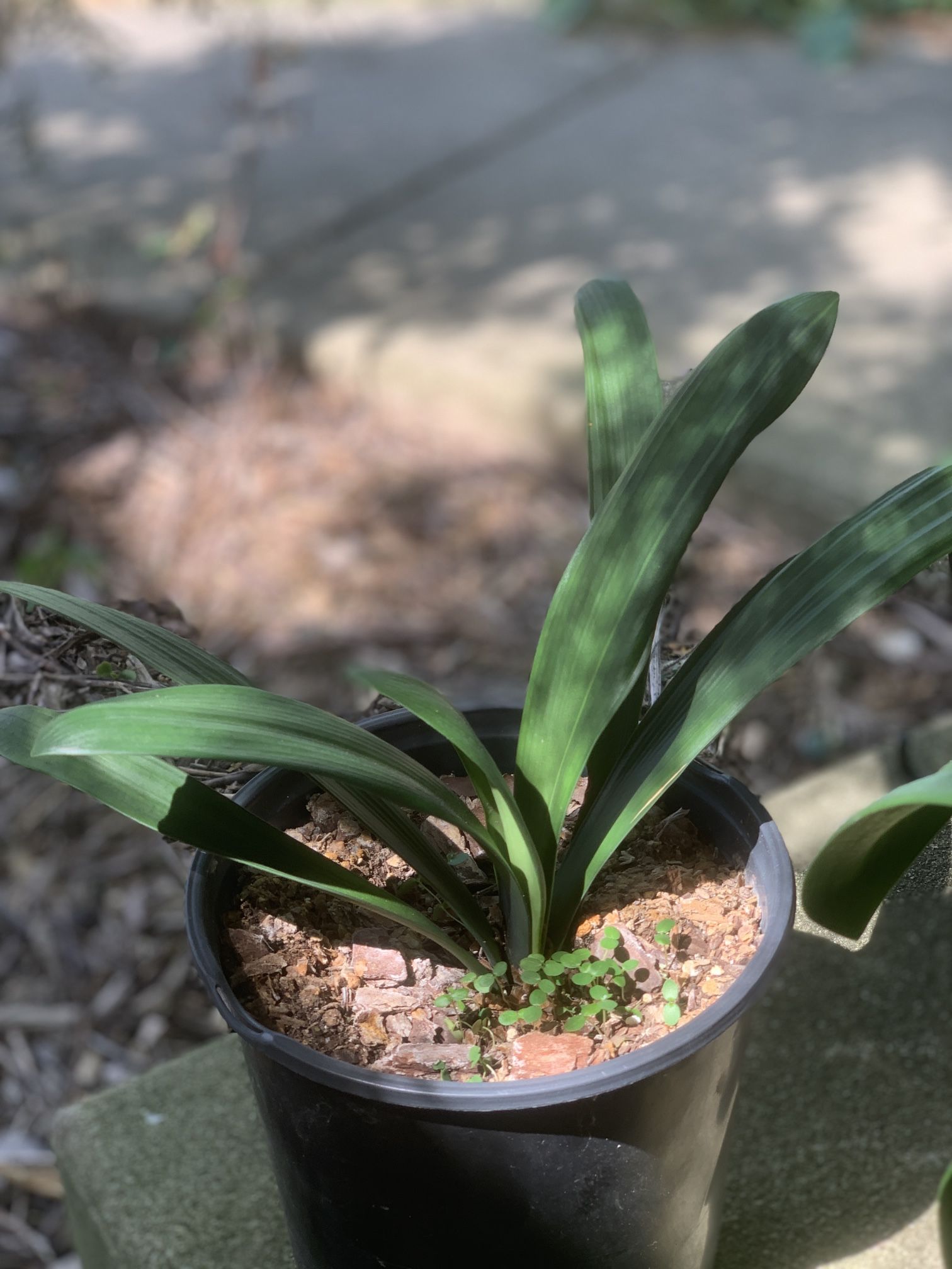 Healthy clivia plant