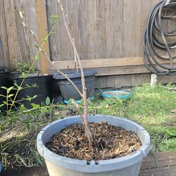 Garden Plant Purple Current, no berries