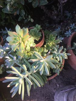 Assorted plants