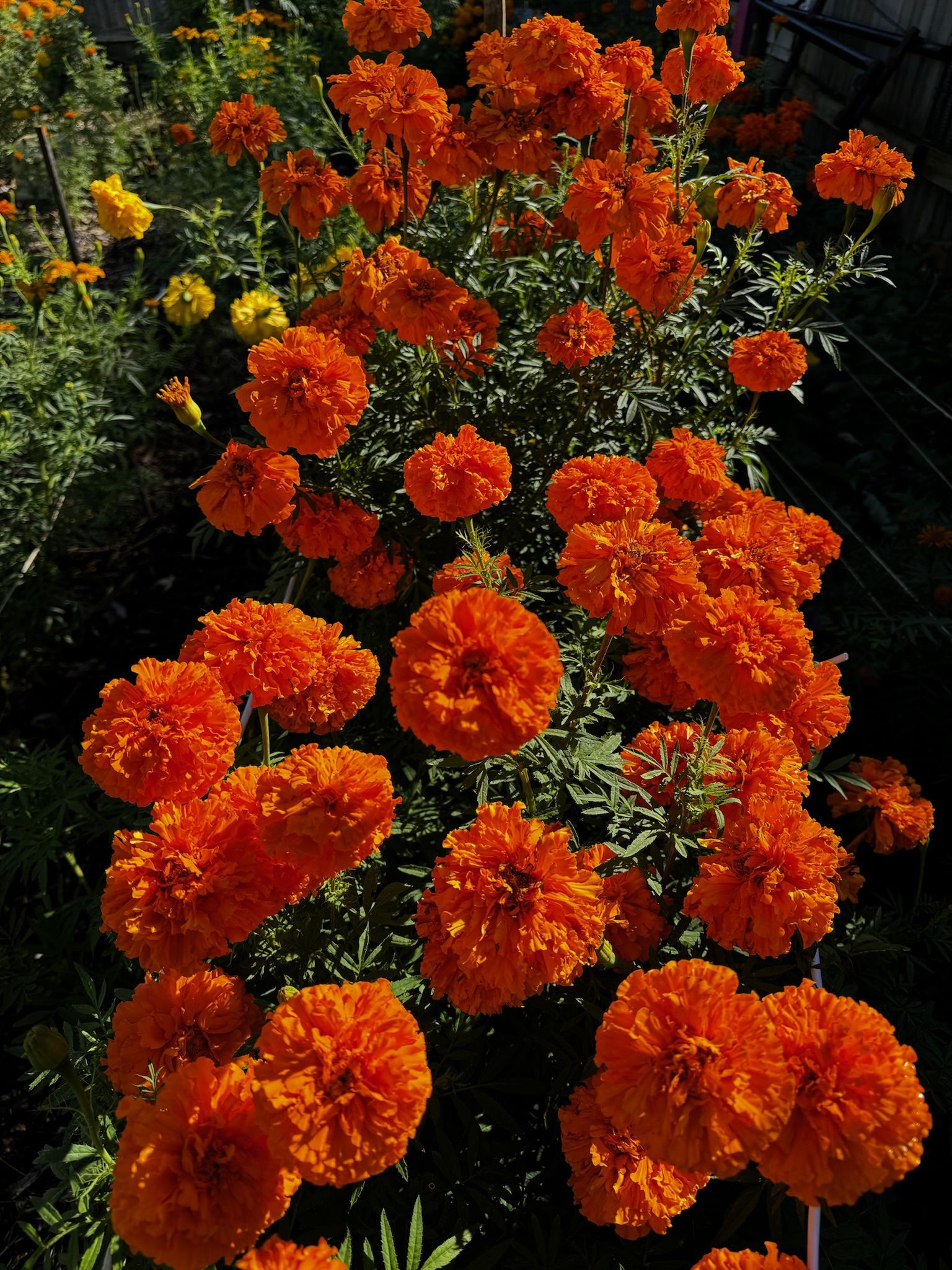 Cempasuchil Para El Día De Los Muertos