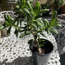 Ogre Ear Jade Plant