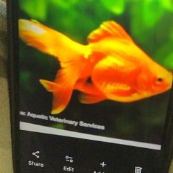 If You Don’t Want your Gold Fish. Texts Me And I Will Come Pick Up