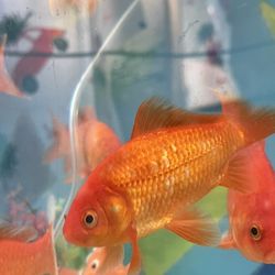 Large healthy Goldfish