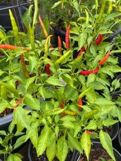 Thai Hot Chili Pepper 🌶️