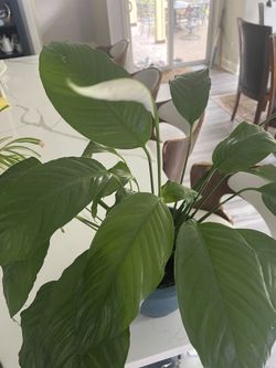 plant