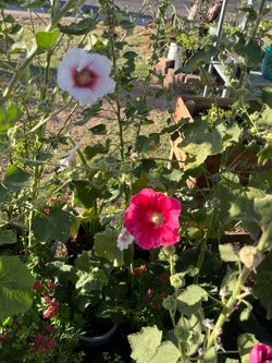 The Floral Home Garden Experience Of plants