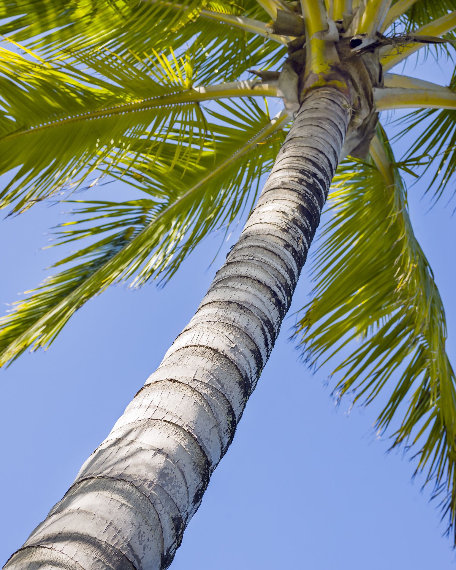 Hawaiian palm tree - 8x10 archival photo
