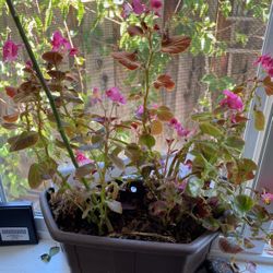 Flower Plant Begonia