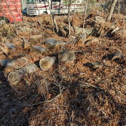 Free Pine Mostly Cut Up So One Person Could Lift