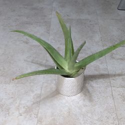 Aloe Vera In Ceramic White Floral Ceramic Pot 🪴 