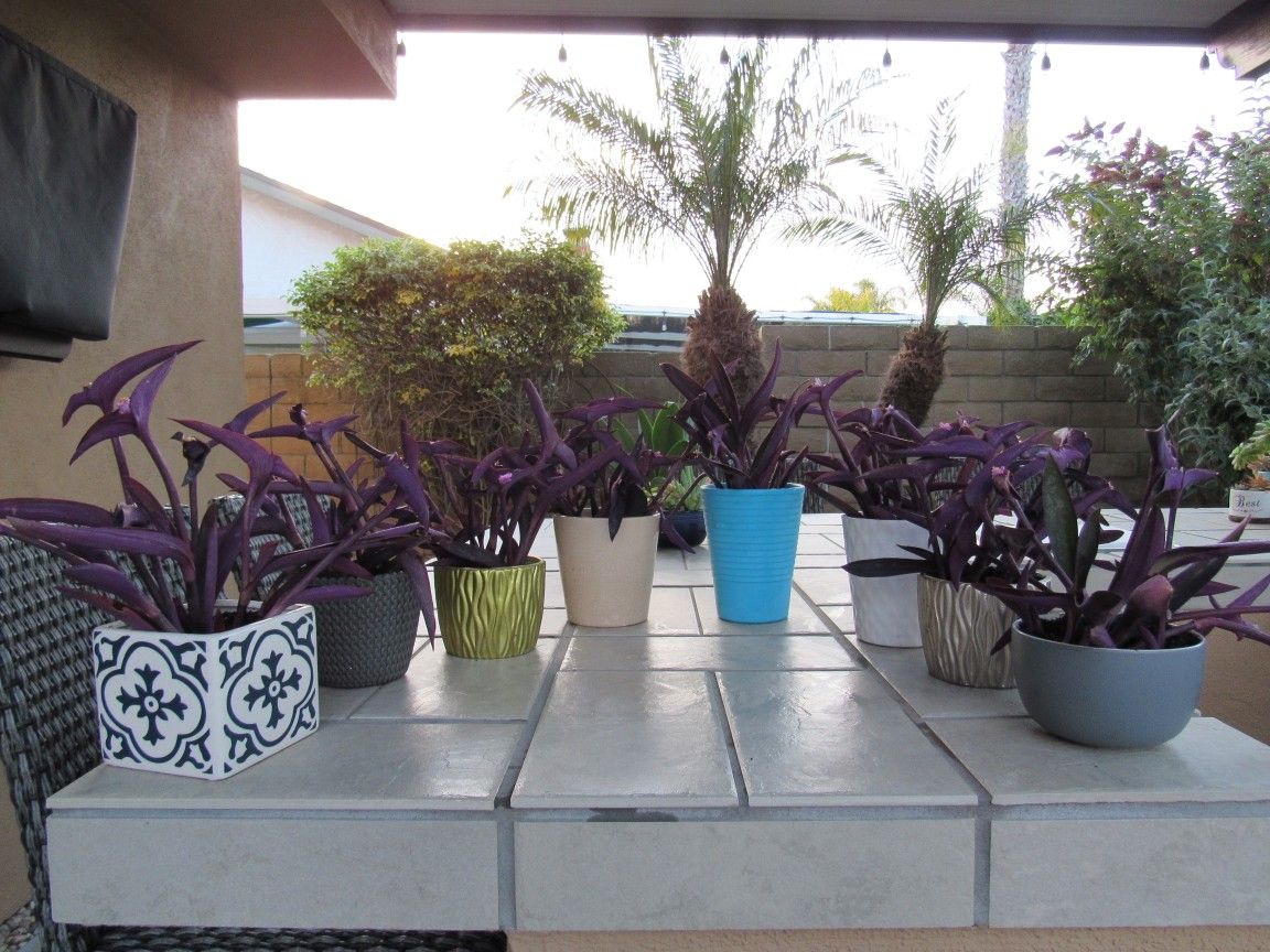 Purple Heart Plants In Garden Pots ( Read Details )