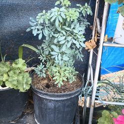 Plantas De Rudas  Grandes 