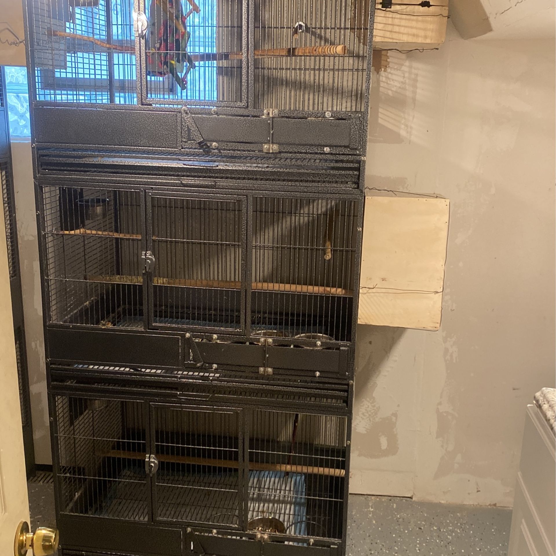 Birds Cage