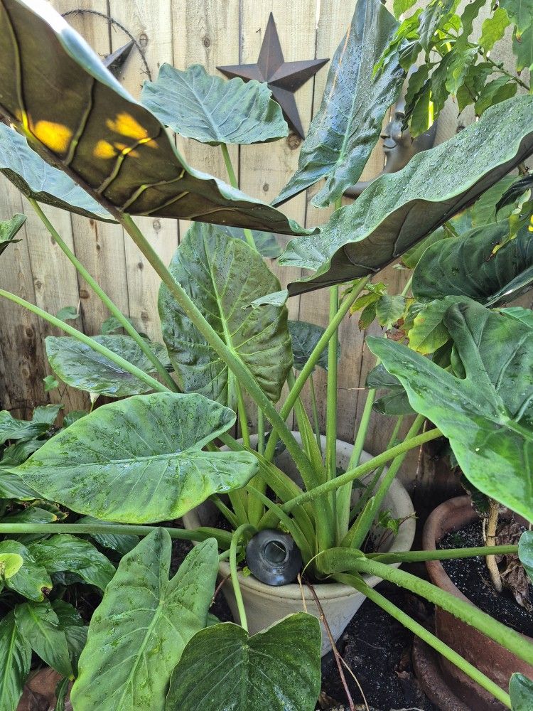 Large Elephant Ear Plant 