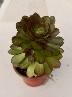 Aeonium arboreum or Irish rose succulent
