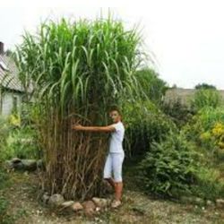 12 Foot Tall Garden Grass