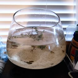Betta habitat (Bowl) with live plant - NO FISH