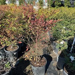 Nandina Domestica