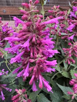 🌸 Summer-Long Blooming Agastache (Hummingbird Mint) 🌸