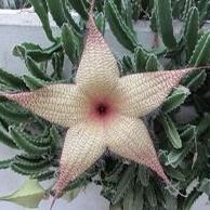 Starfish Succulent—blooming Season 