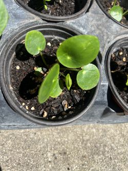 $5 Small Chinese Money Plant