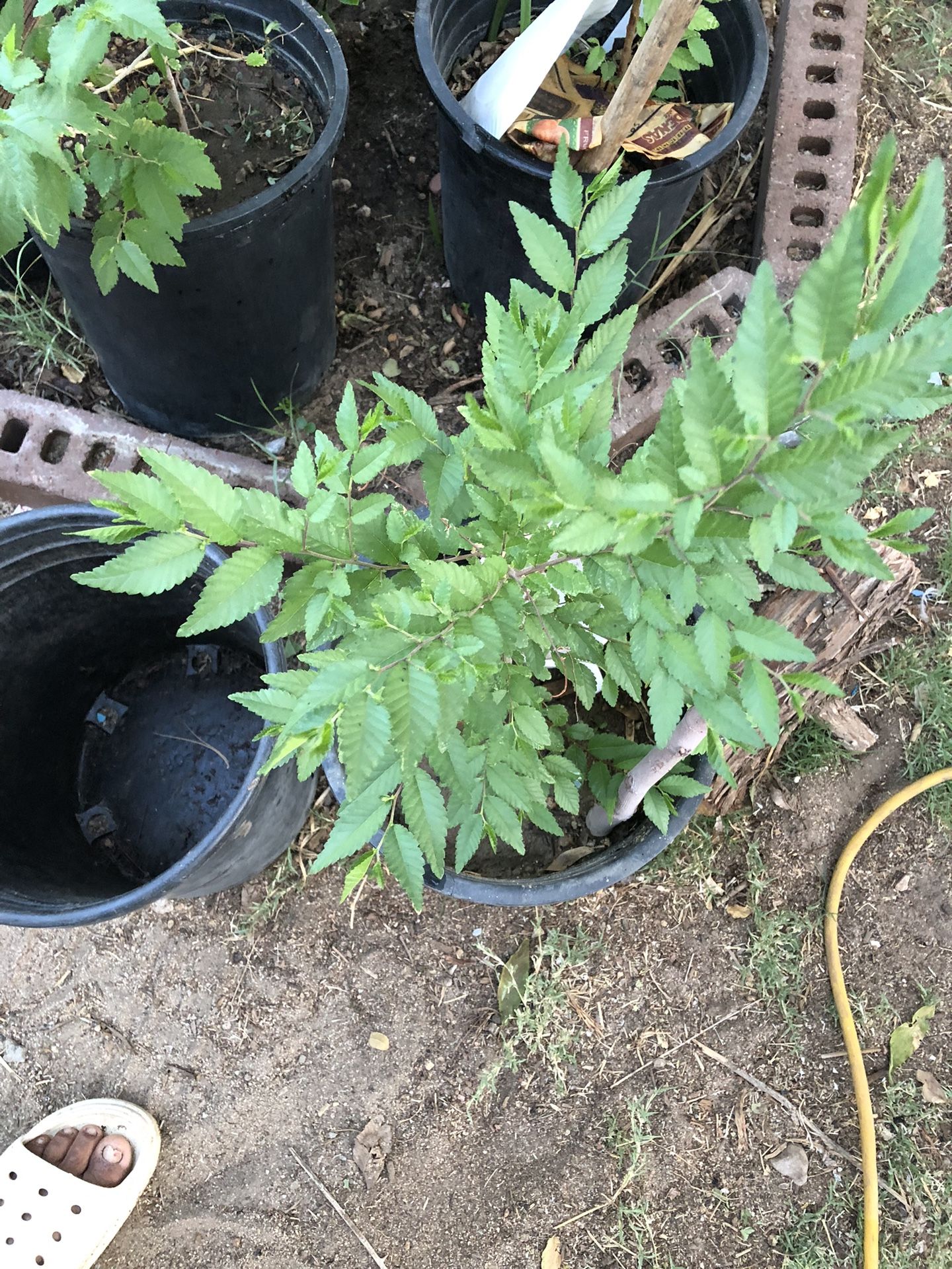 Árboles De Sombra Diferentes Precios