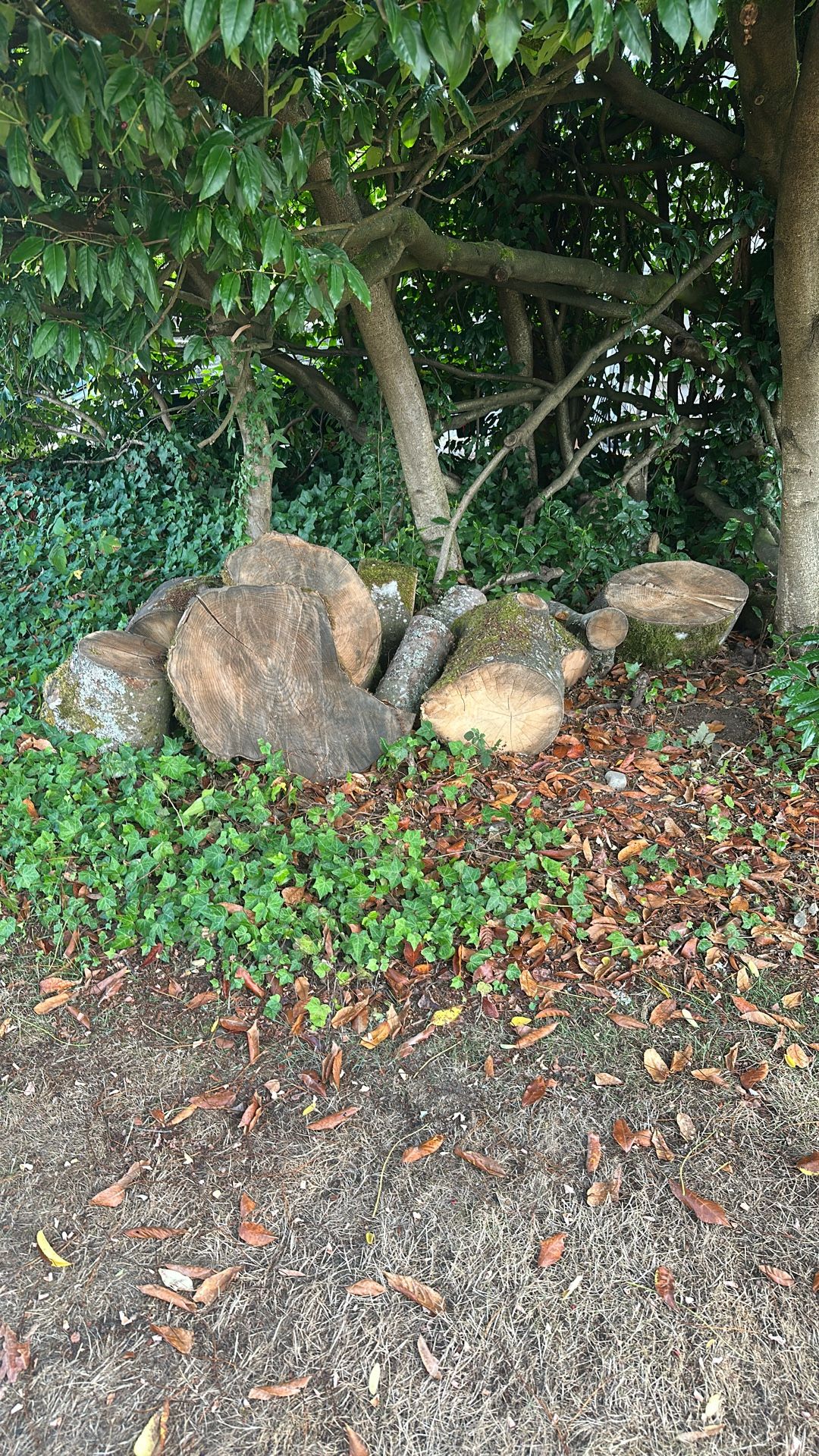 More Free Wood