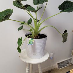 Big Alocasia Plant